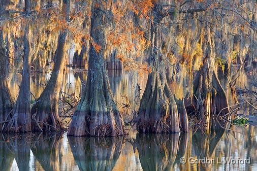 Cypress & Spanish Moss_26444.jpg - Photographed at Lake Martin in the Cypress Island Preserve near Breaux Bridge, Louisiana, USA.